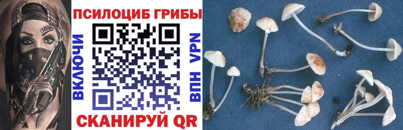 Купить  Олонец  Галлюциногенные грибы Psilocybine cubensis 
